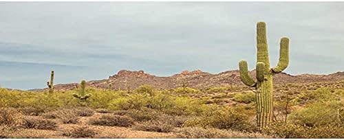 Огромен фон за терариум с размери 30x12 инча, камък, огромен кактус, оазис, пустиня Гоби, местообитание на влечугите,